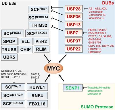 Targeting the MYC Ubiquitination-Proteasome Degradation Pathway for Cancer Therapy